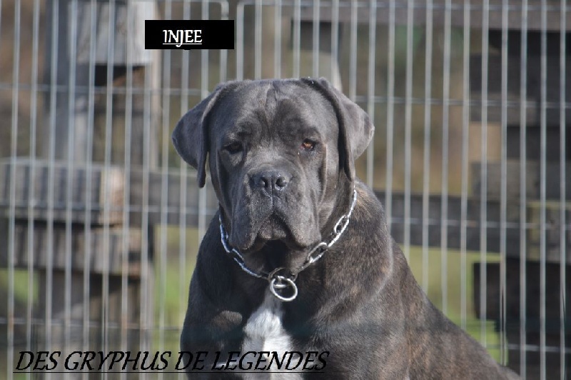 Injee Des Gryphus De Legendes