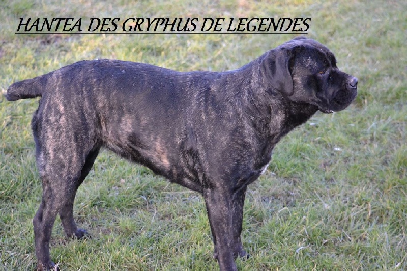 Hantea Des Gryphus De Legendes