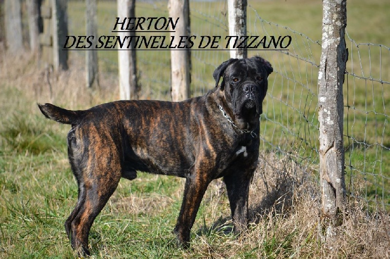 Herton Des Sentinelles De Tizzano
