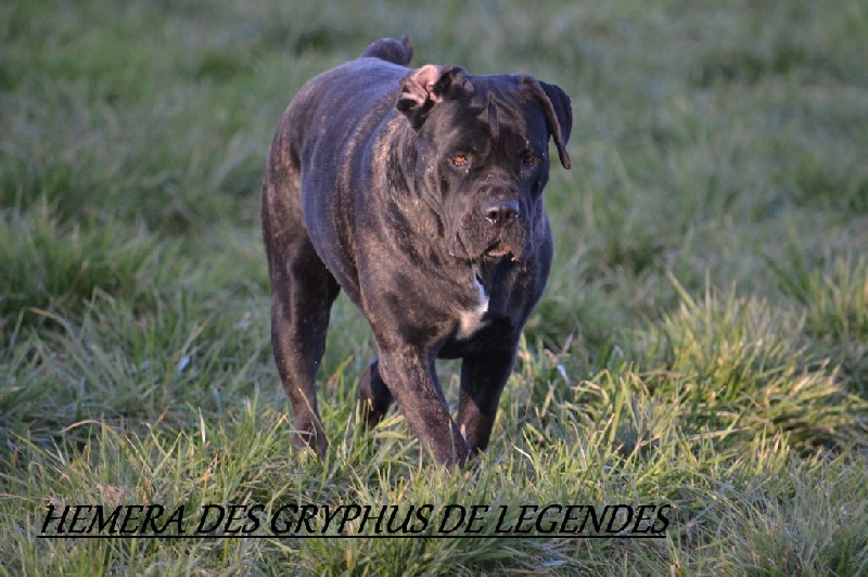 Hemera Des Gryphus De Legendes